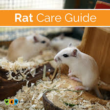 Rat Care Caring For Pet Rats Vetbabble In 2020 Rat Care Pet Rats Easy Pets