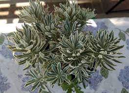 A great garden plant that's easy to grow. Euphorbia Characias Glacier Blue Or Mediterranean Spurge Euphorbia Characias Euphorbia Succulents