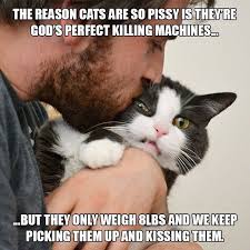 Not only is saturday the best day of the week, but for most people, we sincerely apologize for those people who have to work at the weekend. Twenty Five Caturday Memes That Are The Cat S Pajamas Animals Funny Cats Funny Cats Funny Cat Memes