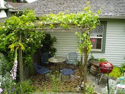 Image result for pruning grapes on a pergola