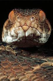 Northeast African Carpet Viper Echis Pyramidum Northern Kenya Reptiles And Amphibians Cute Snake Reptile Snakes