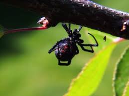 Most spiders do not have mouthparts strong enough. Black Widow Spider For Kids Learn About This Venomous Arachnid
