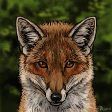 How To Draw Foxes Step By Step Forest Animals Animals Free Online Drawing Tutorial Added By Makangeni Septemb Fox Drawing Fox Artwork Beauty Art Drawings
