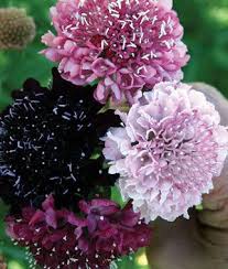 It is important to use only paper bags, as seeds can spoil in plastic. Summer Berries Scabiosa Seeds And Plants Annual Flower Garden At Burpee Com Annual Flowers Scabiosa Flowers Flower Landscape