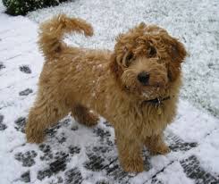 Check spelling or type a new query. Miniature Labradoodle Dog Info Temperament Puppies Training Pictures