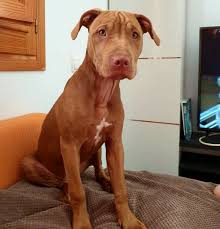Pedigree Database: FIRST ROUND KENNEL “LULA BUCK”