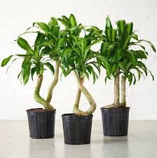 17 Best Indoor Trees And Tropical Plants To Grow In Your Living Room Tall Indoor Plants Big Indoor Plants Best Indoor Trees