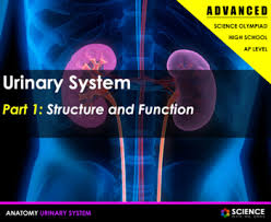 Ppt Urinary System Advanced Kidney Nephron Regulation Disorders In 2020 Endocrine System Integumentary System Reproductive System