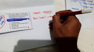 Kata catacea berasal dari bahasa latin yaitu cetus yang berarti hewan yang besar dan bahasa yunani yaitu ketos berarti monster laut. Utbk Biologi 2019 Paus Sperma Physeter Macrocephalus Soal Hots Youtube