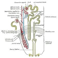 Drug Interaction Wikipedia