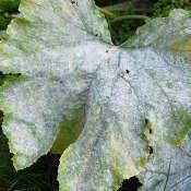 Sur Courgette Potager Jardinage Potager Oidium