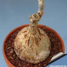 Image result for Cyphostemma zombense