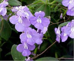 Well dried tiny purple flowers of allium. Streptocarpella Buy It Now Petals Saintpaulia Bloom