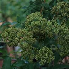 Image result for Heteromorpha