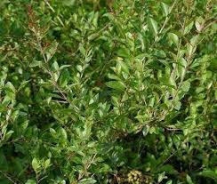 Bawang merah, merupakan tanaman umbi yang banyak dibudidayakan di indonesia. Tradisi Memakai Henna Atau Inai Menjelang Hari Pernikahan Steemit