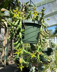 Image result for Orbea dummeri