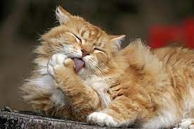We reviewed dozens of cat hairball remedies to figure out which one was the best. Vomiting Of Blood In Cats Symptoms Causes Diagnosis Treatment Recovery Management Cost