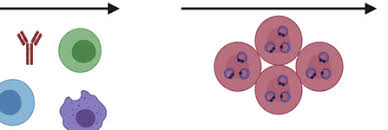 Pre-clinical evaluation of a whole-parasite vaccine to control human  babesiosis