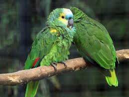 Blue-fronted Amazon | Alexandria Zoo