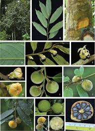 Image result for Ebenaceae