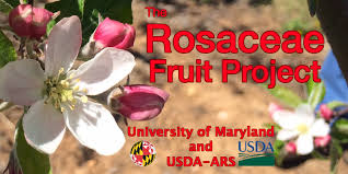 Image result for Rosaceae