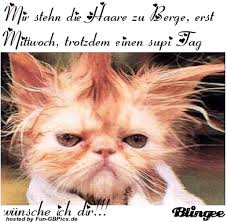 Best of lustige katzen 2017 4 neu gif. Mittwochs Grusse Facebook Bilder Whatsapp Bilder Gb Bilder Jappy Bilder