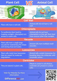 Around 1838, an animal physiologist, theodor schwann, and a botanist, matthias schleiden, put forth the unprecedented work on the concept of cells as the building blocks of all living organisms. Plant Cell Vs Animal Cell 5 Key Differences Difference 101