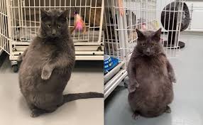 Are you looking for animal shelter names? Fat Cat Seeking Fur Ever Home In Chicago Suburbs Wgn Tv