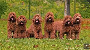 The australian cobberdog is a breed in development with the mdba stud registry and is the only registry worldwide that can provide pedigree papers for this breed. Australian Cobberdog Puppies Dogking