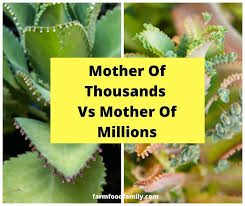 The reason that the mother plants don't flower too often though. Mother Of Thousands Vs Mother Of Millions Differences Varieties Care Guide