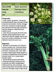 Daun saderi (sup) benih baru masuk nak cuba tanam daun sup sendiri di rumah? Saderi Wannura