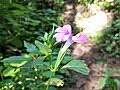 Image result for Barleria crossandriformis