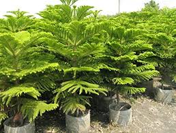 Image result for Araucaria cunninghamii
