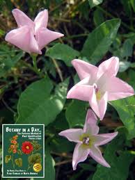 Image result for Convolvulaceae