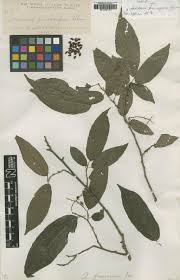 Image result for Antidesma vogelianum