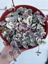 Image result for Ceropegia schultzei
