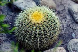 The large species like opuntia ficus indica develop woody stems and grow in a. The Lifespan Of Succulents And How To Extend It The Practical Planter