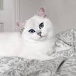 WOW !! British Shorthair White With Blue Eyes