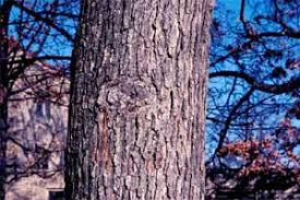 Photo by university of arkansas, courtesy of bugwood.org over the past 50 years, oak decline events have been reported in upland oak forests of the eastern united states with increasing frequency — and arkansas is no exception. White Oak
