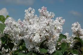 It tends to be a little leggy, with a typical clearance of 3 feet from the ground, and is suitable for planting under power lines. Beauty Of Moscow Lilac Syringa Vulgaris Beauty Of Moscow At Gertens Syringa Vulgaris Syringa French Lilac