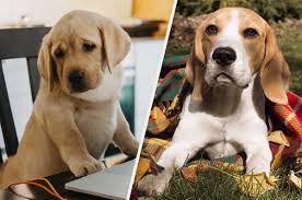 National puppy day is march 23. 50 Jokes And Memes Every Dog Lover Needs In Their Life