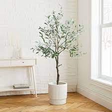 Arbequina Olive Tree Indoor Houseplant Free Shipping Etsy In 2021 Faux Olive Tree Indoor Olive Tree Olive Tree