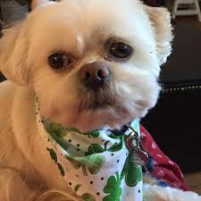 How I miss you Bud, my best friend for 14 years,,,,,,,, I'll never forget  you💔Heartbroken since the day you left 1/14/25