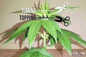 Four new growing tops is generally considered to be the best outcome, although it is sometimes possible to end up with more than this, and sometimes less. Marijuana Fimming Fuck I Missed