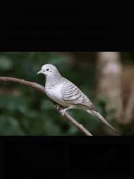 Maybe you would like to learn more about one of these? Burung Perkutut