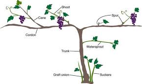 Image result for graft grape vines