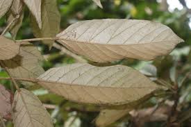 Image result for Heritiera