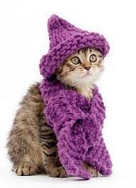 Cats Wearing A Scarf Cats With Hats Cats Meow Cat Dressed Up