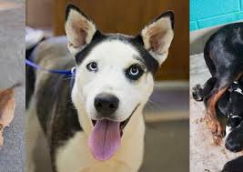 Bissell pet network discount code. How To Find Your Lost Pet Spca Of Martinsville And Henry County
