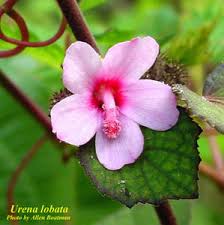 Image result for Urena lobata